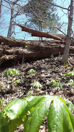 Nature Preserve «Engelmann Woods Natural Area», reviews and photos, 2360 Hwy D, Boles Township, MO 63304, USA