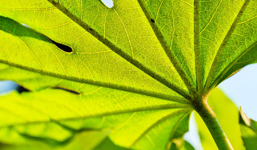 Botanical Garden «Botanical Gardens-Heritage Pk», reviews and photos, 411 Ball St, Grapevine, TX 76051, USA