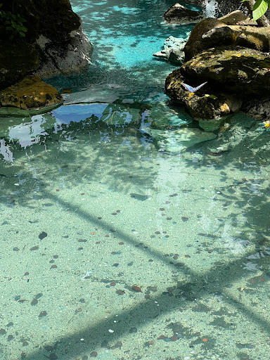 Tourist Attraction «Butterfly World», reviews and photos, 3600 W Sample Rd, Coconut Creek, FL 33073, USA