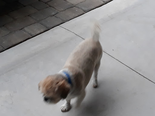 Pet Supply Store «Pet Supermarket», reviews and photos, 1020 S Ponce De Leon Blvd, St Augustine, FL 32086, USA