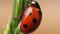 Batzner Pest Control - Photo 2 - Car repair in Menomonee Falls, WI, Milwaukee