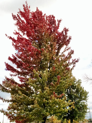 Golf Course «Brighton Park Golf Course», reviews and photos, 70 Brompton Rd, Tonawanda, NY 14150, USA