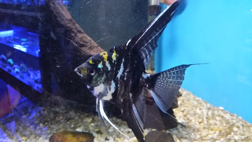 Pet Store «All Pets Club», reviews and photos, 405 Queen St, Southington, CT 06489, USA