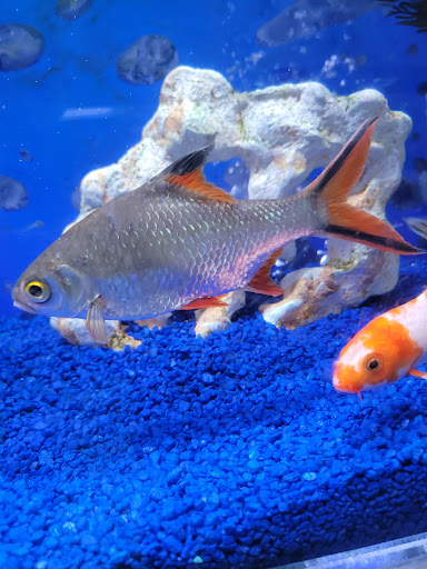 Tropical Fish Store «Trop Aquarium», reviews and photos, 3125 E Tropicana Ave D, Las Vegas, NV 89121, USA