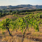 Photo n°10 de l'avis de Merino. fait le 19/08/2020 à 18:52 sur le  Agricamping area di sosta camper Poggio ai Pini à Certaldo