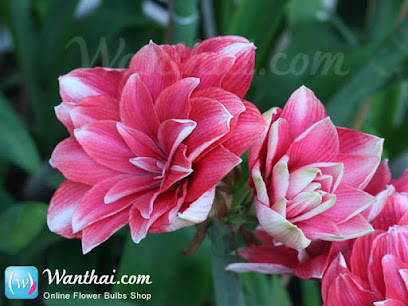 Wanthai | Amaryllis and Flower Bulbs