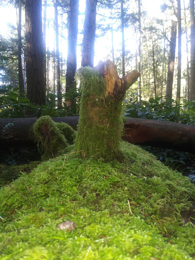 Nature Preserve «Illahee Preserve», reviews and photos, 3200 NE Riddell Rd, Bremerton, WA 98310, USA
