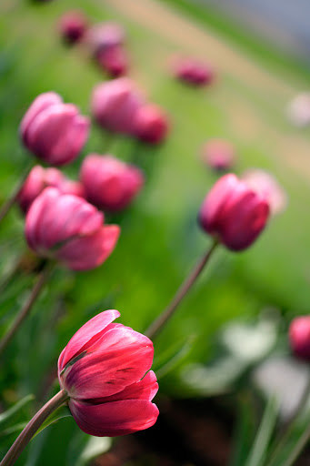 Florist «Flowers N More», reviews and photos, 740 SE Madison St, Albany, OR 97321, USA