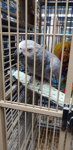 Pet Store «Pets Plus-Reptiles & Exotic», reviews and photos, 421 West Ave, Lockport, NY 14094, USA