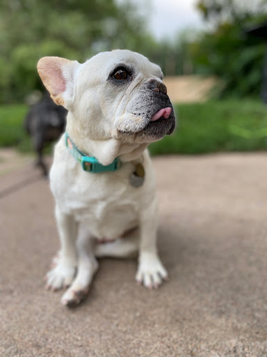 Pet Store «Mouthfuls Pet Supply Store», reviews and photos, 4224 Tennyson St, Denver, CO 80212, USA