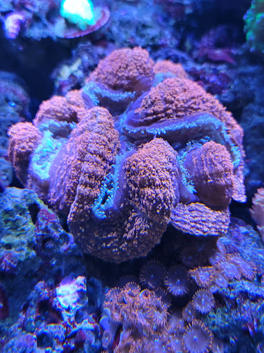 Aquarium «Marine EXTREMES», reviews and photos, 6257 E 21st St N, Wichita, KS 67208, USA