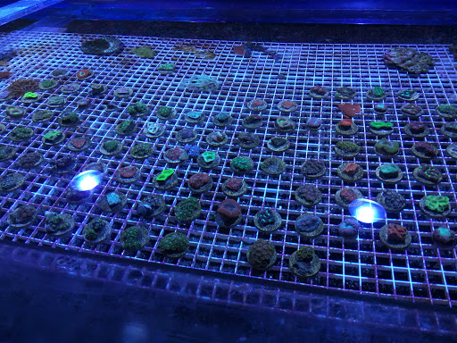 Pet Store «Something Fishy Pets», reviews and photos, 29 Towne Centre Ln, Fox Lake, IL 60020, USA