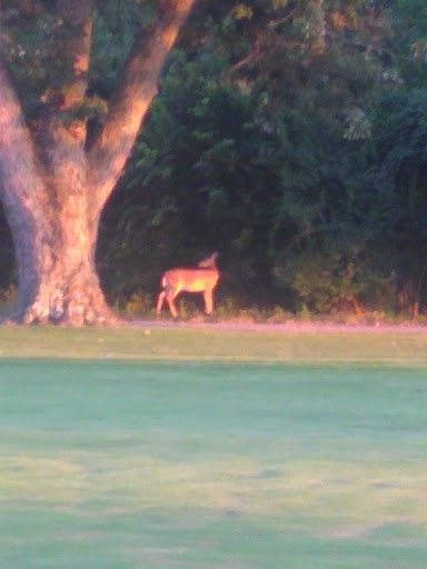 Golf Club «Wildwood Golf Club», reviews and photos, 601 Aberdeen Dr, Middletown, OH 45042, USA