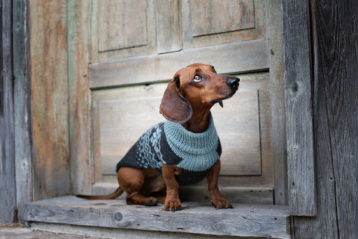 Dachshund Couture