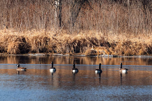 Nature Preserve «Raceway Woods Forest Preserve», reviews and photos, State Rte 31, Carpentersville, IL 60110, USA