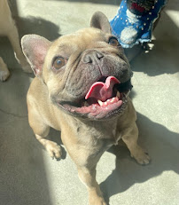 Dogdrop - Photo 3 - Car repair in Los Angeles, CA, East Los Angeles