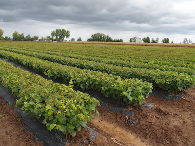 Vignobles Seinsevin à Saint-Vincent-de-Pertignas