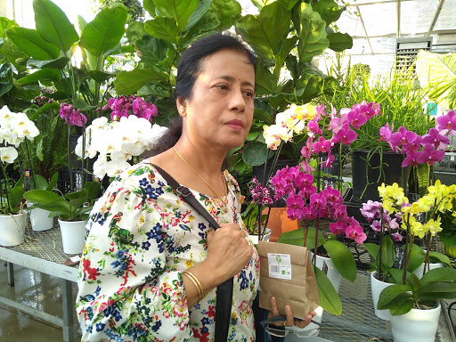 Orchid grower Cambridge