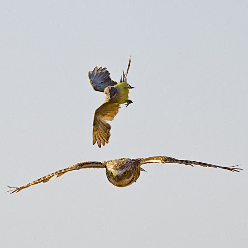 Park «Zanjero Park», reviews and photos, 3785 S Lindsay Rd, Gilbert, AZ 85297, USA