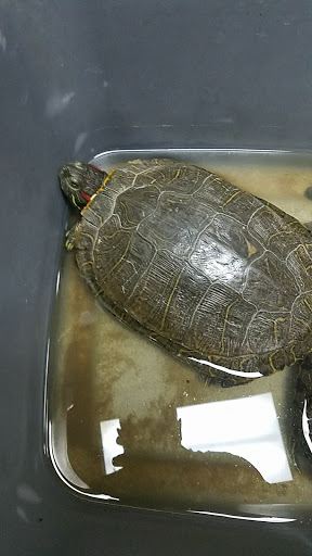 Pet Store «Wildside Pets», reviews and photos, 1042 N Higley Rd #105, Mesa, AZ 85205, USA