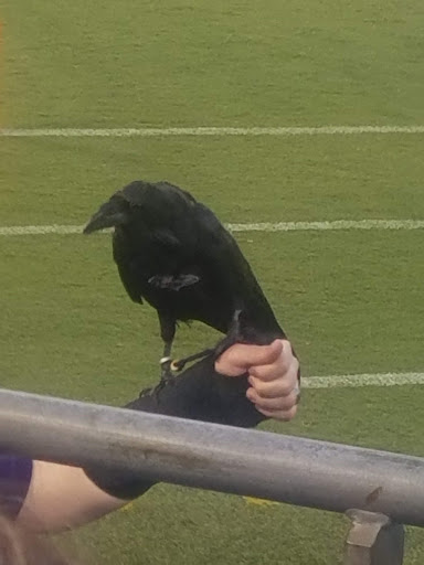 Stadium «M&T Bank Stadium», reviews and photos, 1101 Russell St, Baltimore, MD 21230, USA