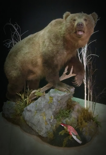 Taxidermist «HighPoint Taxidermy And Outfutters», reviews and photos, 14860 OH-13, Thornville, OH 43076, USA