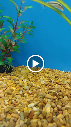 Pet Supply Store «PetSmart», reviews and photos, 9277 159th St, Orland Hills, IL 60487, USA