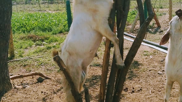 Madina goat farm