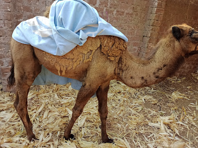 الحاج عبدالمنعم مصطفى أبوزينب