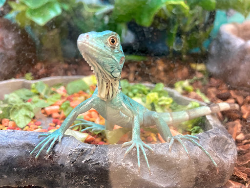 Pet Supply Store «Petco Animal Supplies», reviews and photos, 17930 Halsted St, Homewood, IL 60430, USA