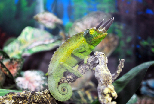 Pet Store «Wet Pets», reviews and photos, 1712 Montgomery Hwy, Dothan, AL 36303, USA