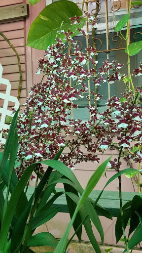 Florist «Thai-Rific Orchids Inc», reviews and photos, 5313 Gulfport Blvd S, Gulfport, FL 33707, USA