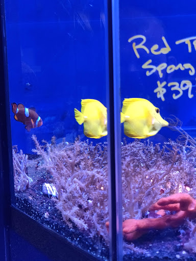 Tropical Fish Store «Exotic Aquatics», reviews and photos, 2929 Custer Rd #317, Plano, TX 75075, USA