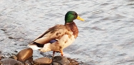 Park «Meldrum Bar Park», reviews and photos, 19 Meldrum Bar Park Rd, Gladstone, OR 97027, USA