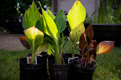 Pond Fish Supplier «The Funky Koi. Pet, Pond, Water Garden, Equine and Farm Supplies», reviews and photos, 41 Porter St, Berkley, MA 02779, USA