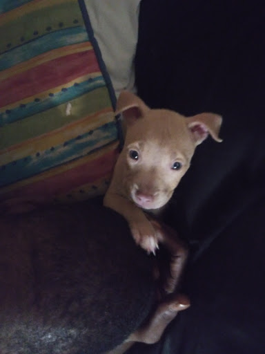 Pet Supply Store «Petco Animal Supplies», reviews and photos, 1670 Airport Blvd #700, Pensacola, FL 32504, USA