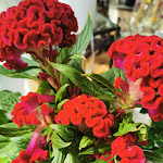 Photo n° 1 de l'avis de Red.h fait le 11/02/2018 à 16:31 pour Harmonie Florale à Saint-Just-Chaleyssin