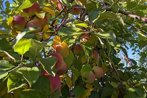 Thompson's Orchards image