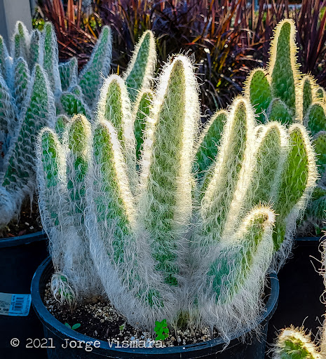 Home Improvement Store «The Home Depot», reviews and photos, 500 S Marengo Ave, Alhambra, CA 91803, USA