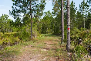 Palm Bluff Conservation Area image