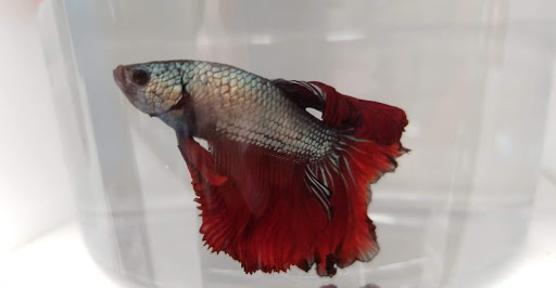 Pet Supply Store «Petco Animal Supplies», reviews and photos, 415 E University Dr, Granger, IN 46530, USA