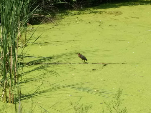 Park «Bass Lake Park», reviews and photos, 3450 Glenhurst Ave, Minneapolis, MN 55416, USA