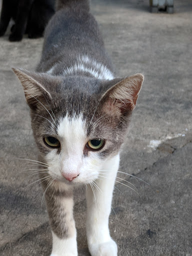 Golf Club «The Golf Club at South Hampton», reviews and photos, 315 S Hampton Club Way, St Augustine, FL 32092, USA