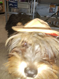 Petco - Photo 9 - Car repair in Bensalem, PA, Philadelphia