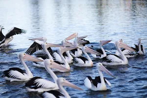 Pelican Time with Marine Wildlife Rescue Central Coast image