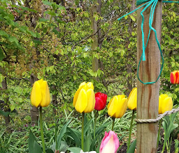 Gartenverein 424 Tarpenbekufer e.V. photo