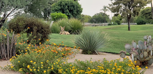 Golf Course «Willow Creek Golf Course», reviews and photos, 10600 N Boswell Blvd, Sun City, AZ 85351, USA