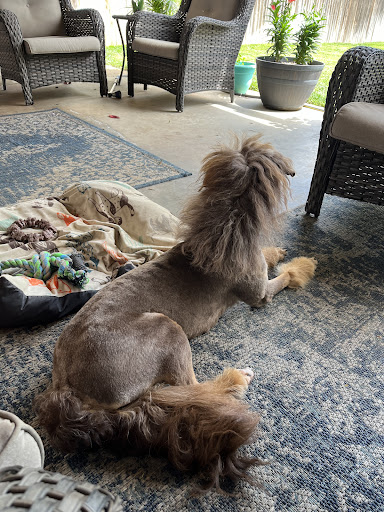 Claws and Paws Grooming