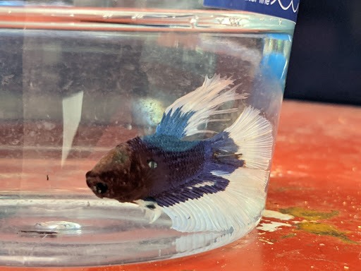 Pet Supply Store «Petco Animal Supplies», reviews and photos, 8164 Mall Pkwy, Lithonia, GA 30038, USA