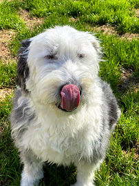 The Pet Professionals LLC - Photo 9 - Car repair in , Cary